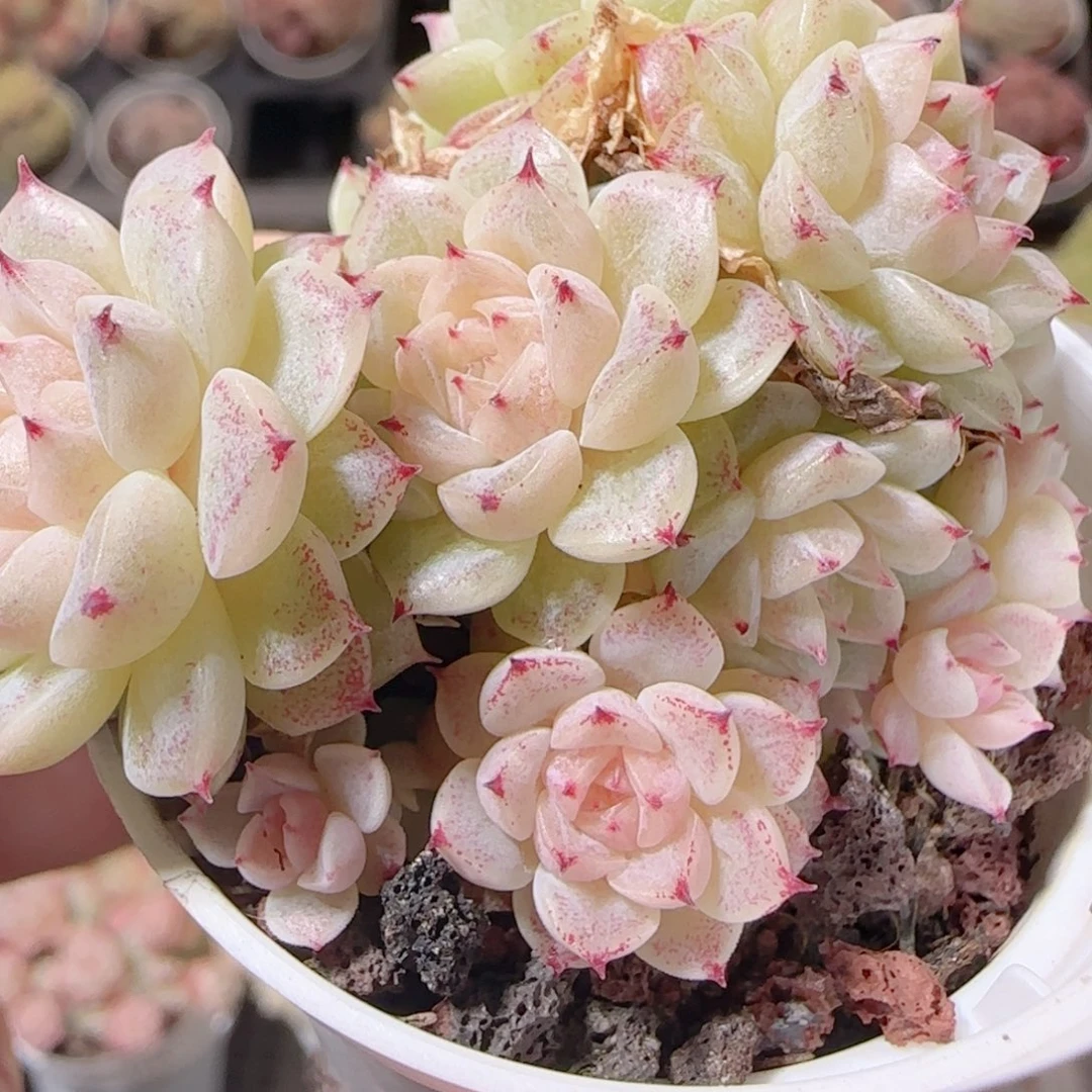 花语多肉1219-58散紫魔仙