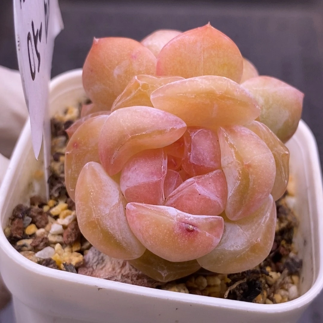 【闪购商品】05-126