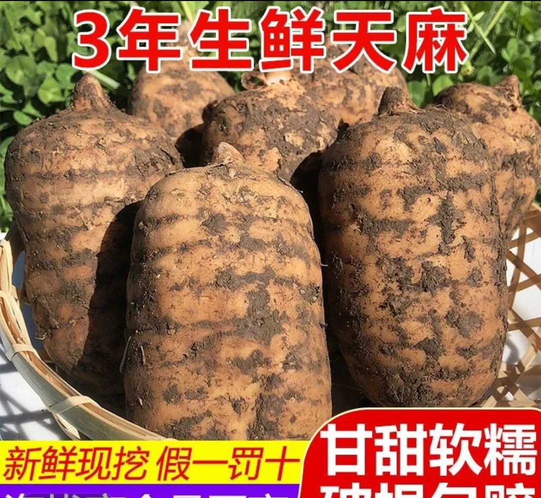 云南昭通新鲜小草坝野生乌天麻现挖现发带泥土可炖鸡煲汤