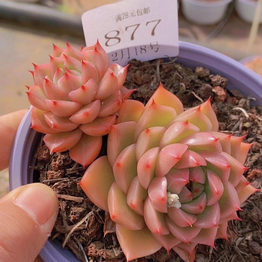 【闪购商品】云877