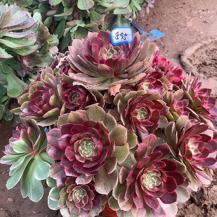 粉花妖多肉植物595