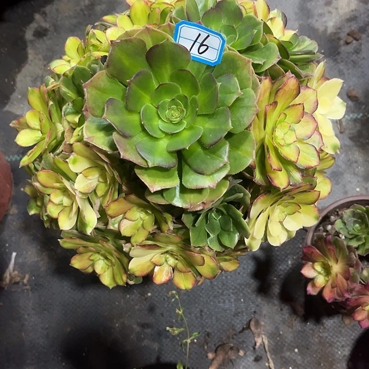 16海王七彩法师多肉植物