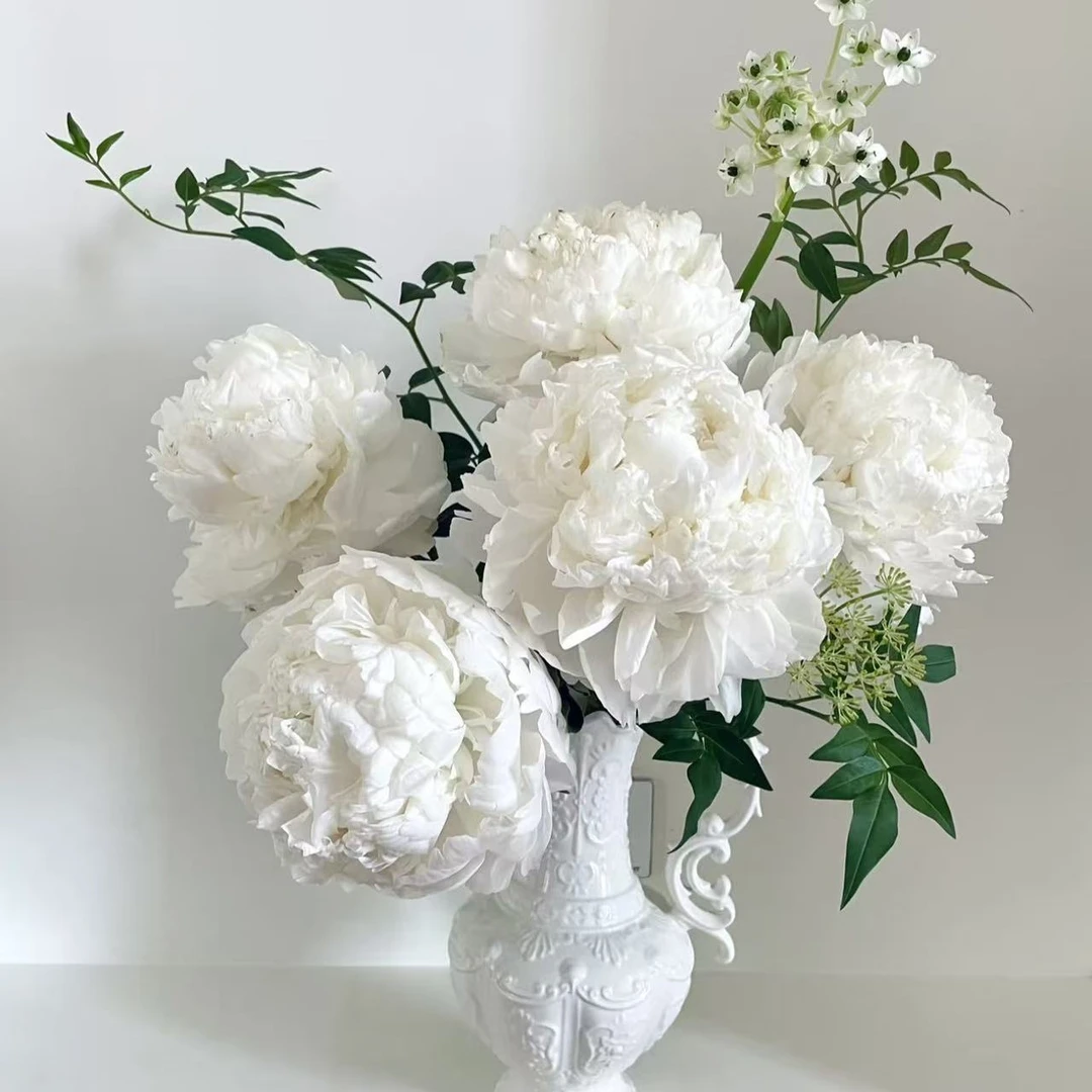 【白色系】山东菏泽3A+级原棵进口芍药