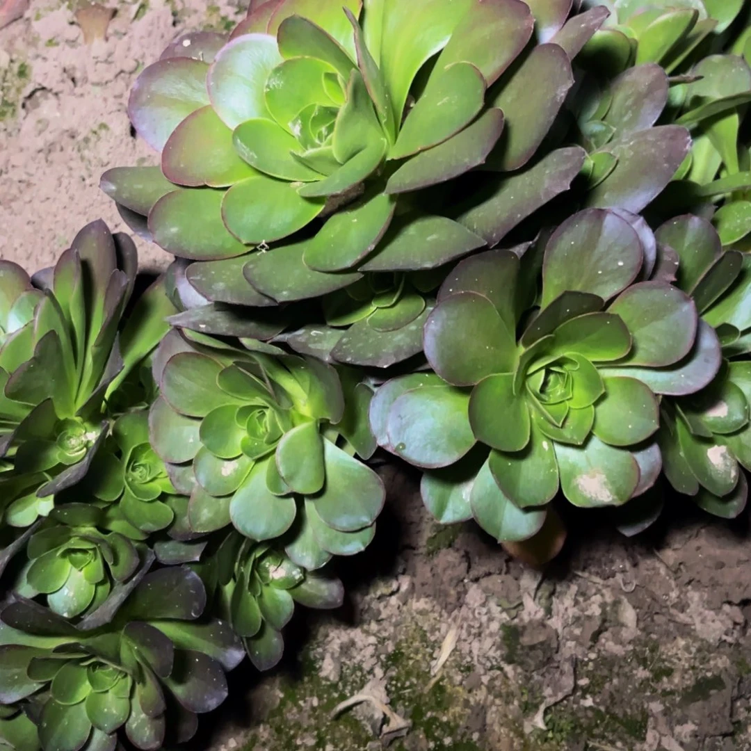 魅金玫瑰多肉植物捧花的