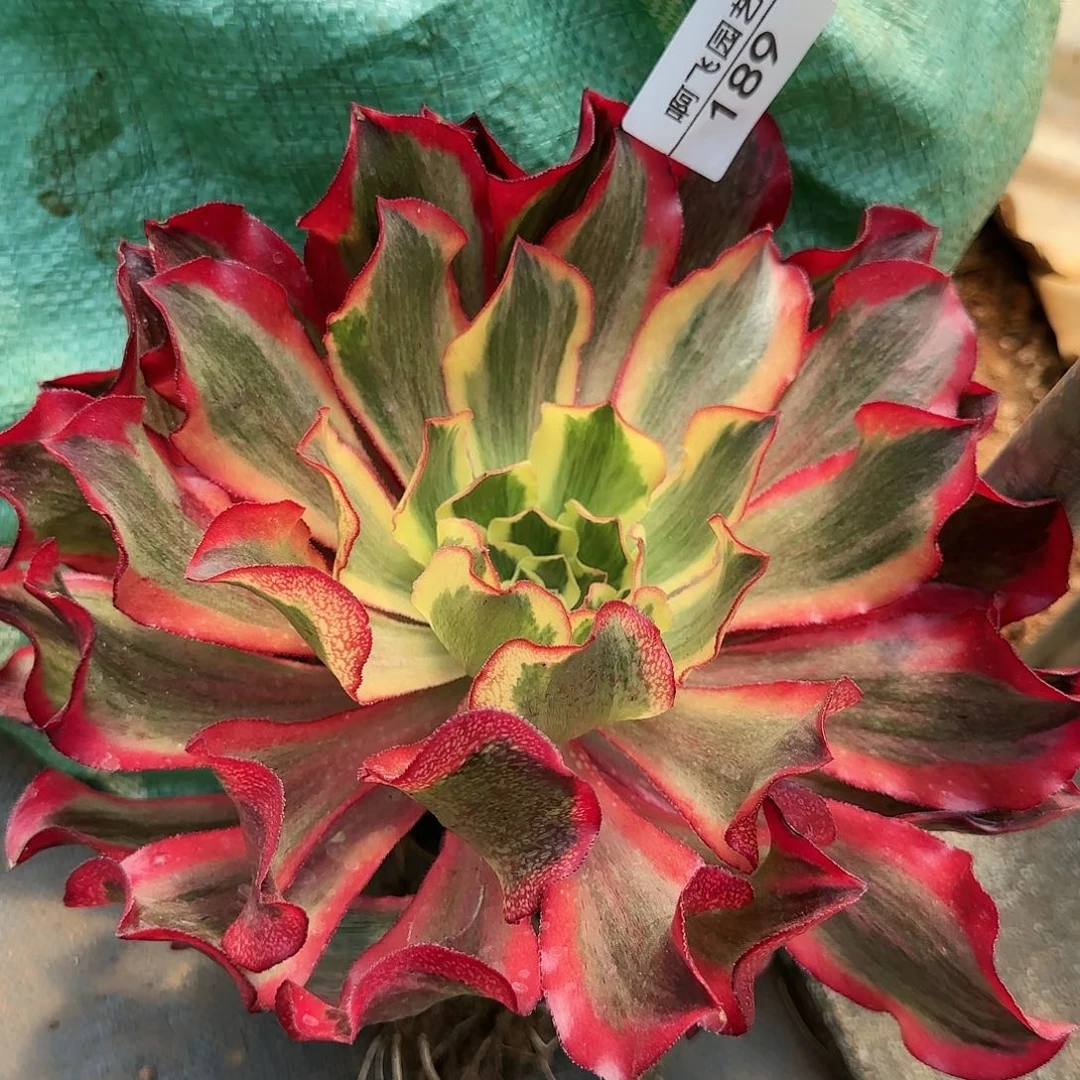 189多肉 魅影带1-2个侧芽