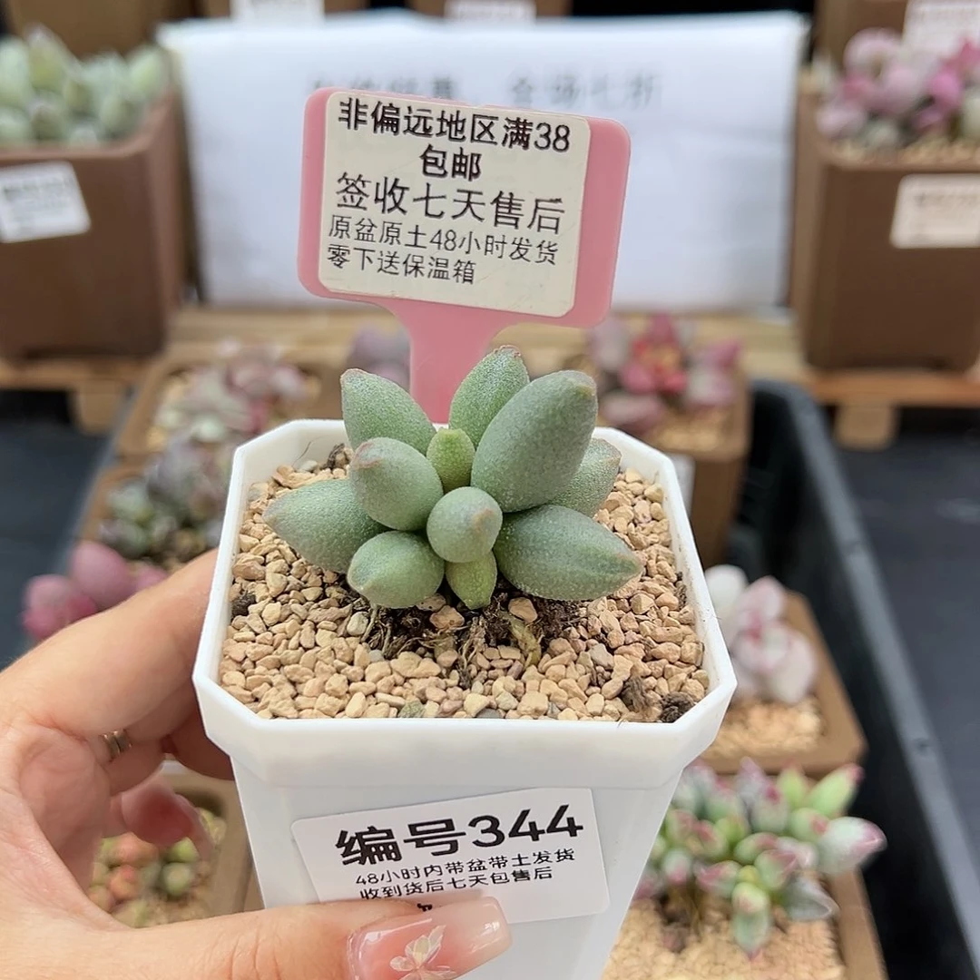 344哈密瓜多肉植物