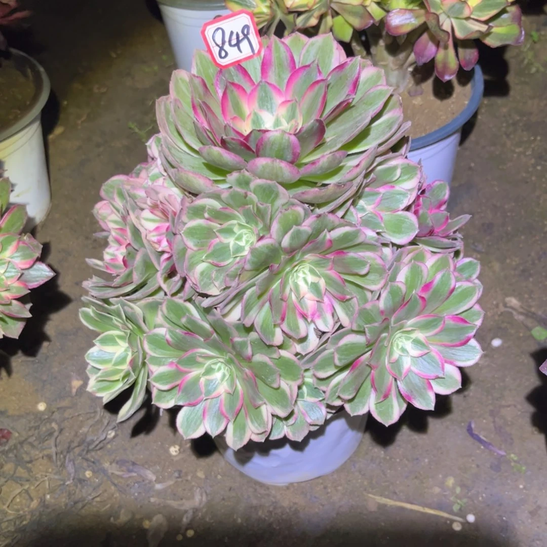 849多肉植物玉芙蓉