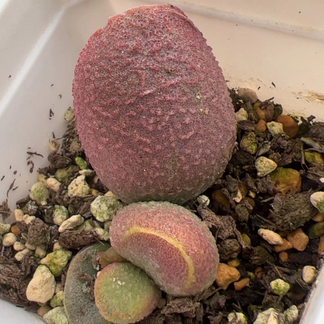 塞猪肝大苗多肉植物水泡