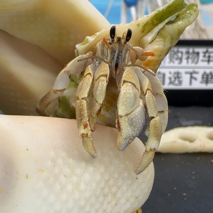 A66亚种红日.3cm口径