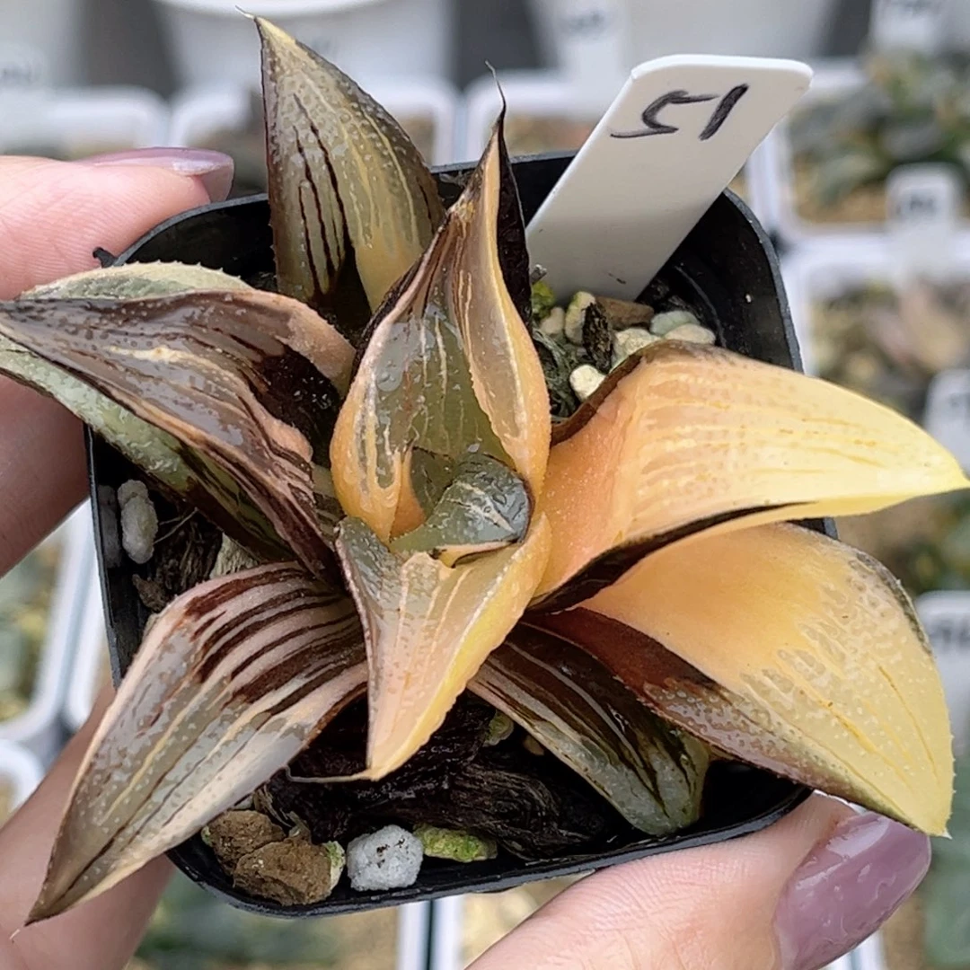 51茜云芭提雅锦福利专场