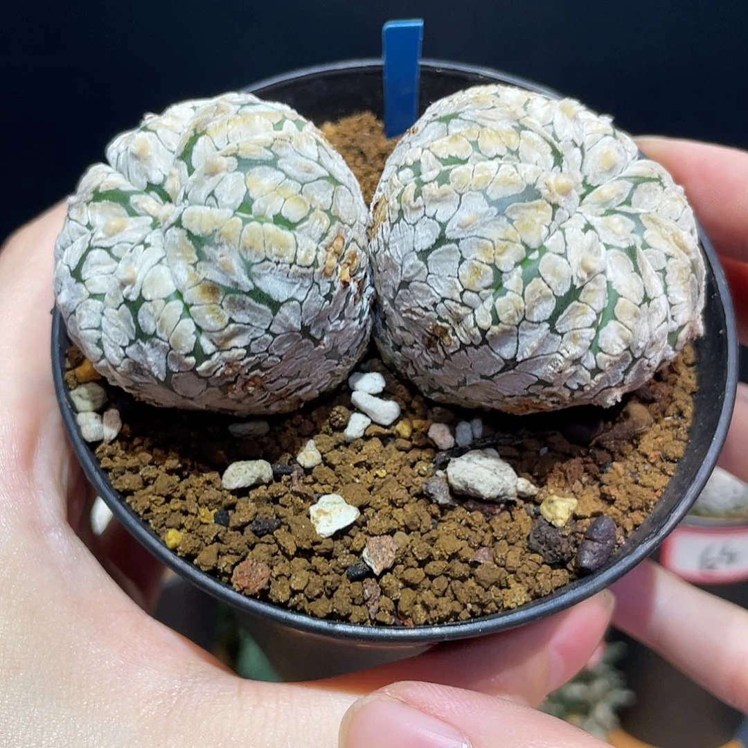68号实生双头浓白v兜