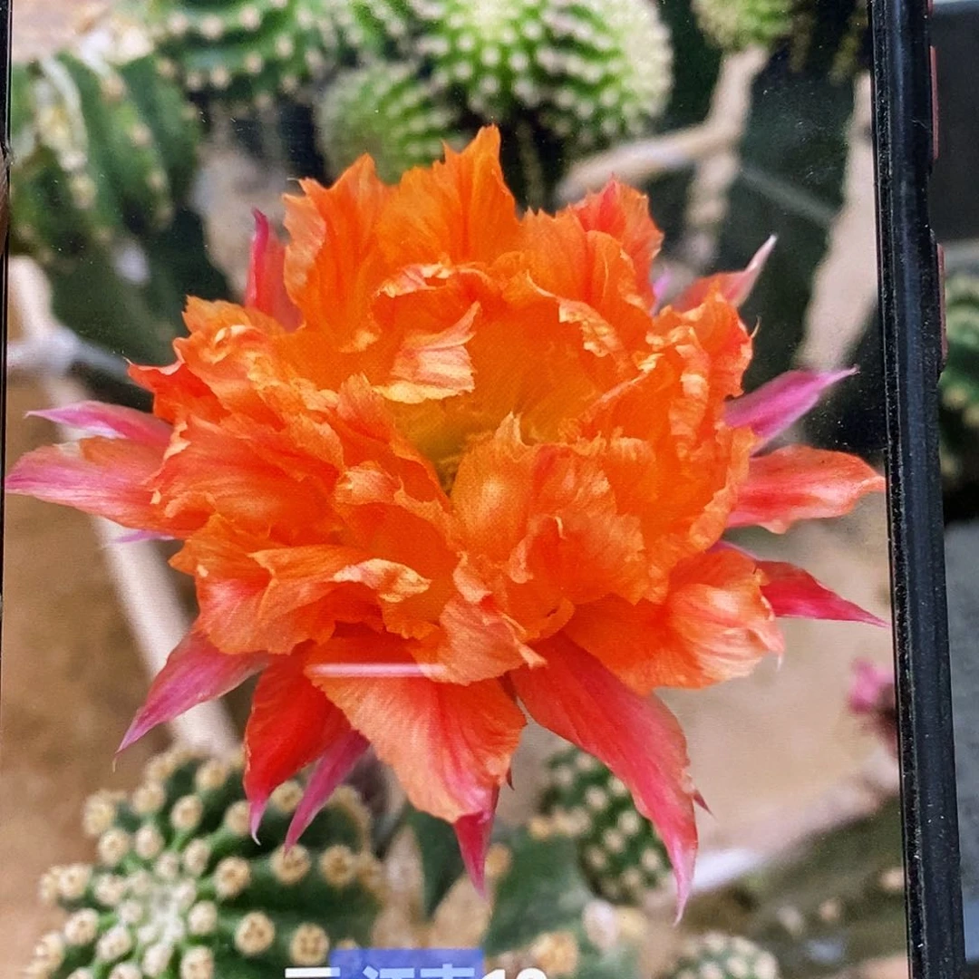 丽江南13侧芽歪4-5公分