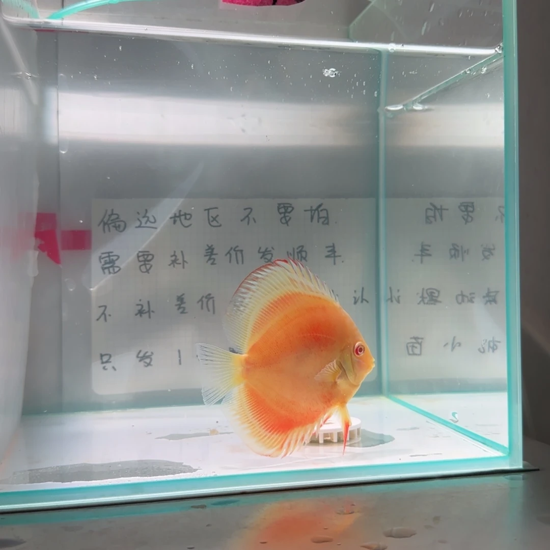 七彩神仙鱼肉身7-8偏远地区不拍