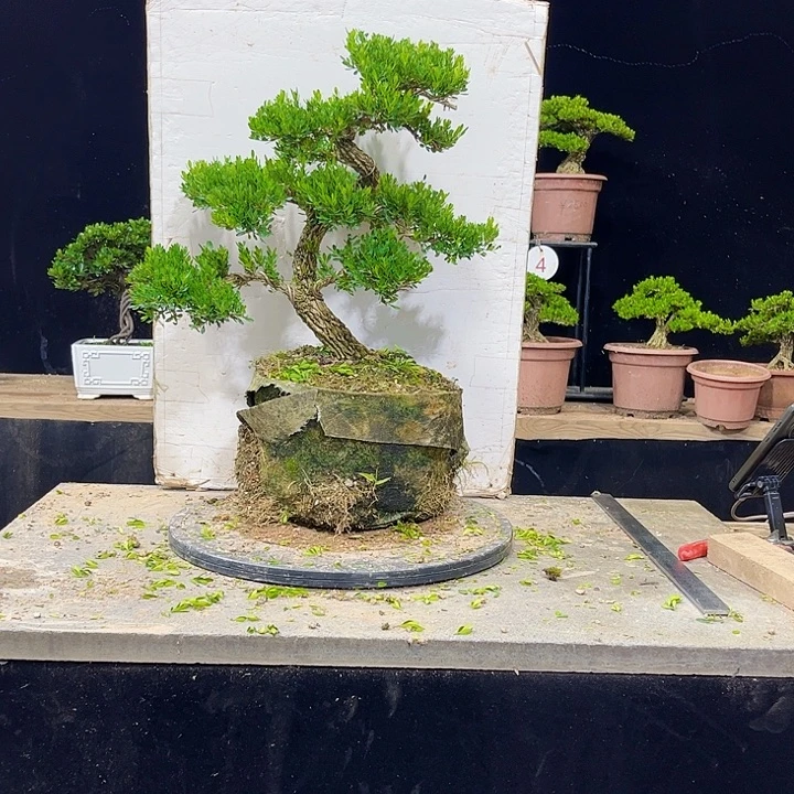 无花朵黄杨盆景四季常绿