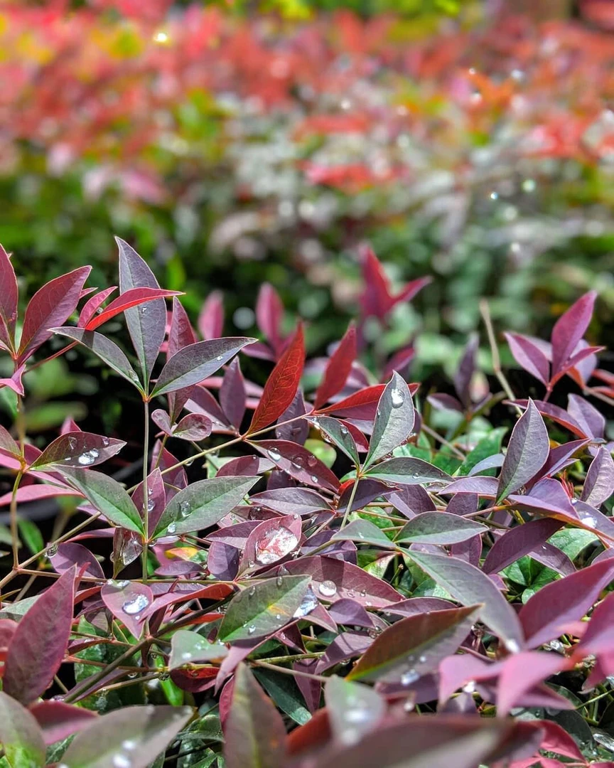 [红矮人南天竹] 1盆 盆栽地栽四季不落叶绿植变色花卉