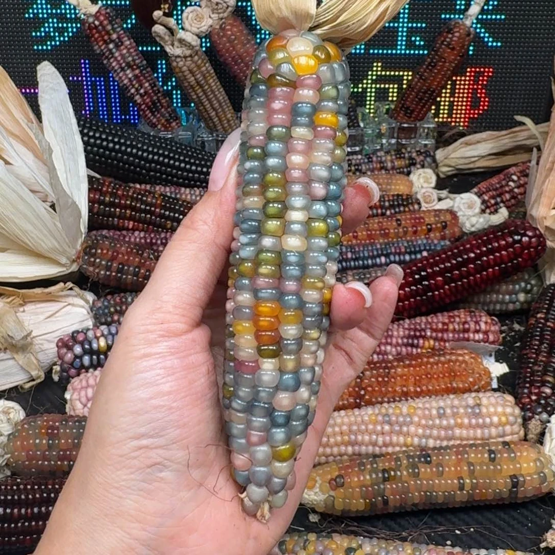 柏香籽/百香籽吊坠孙****i