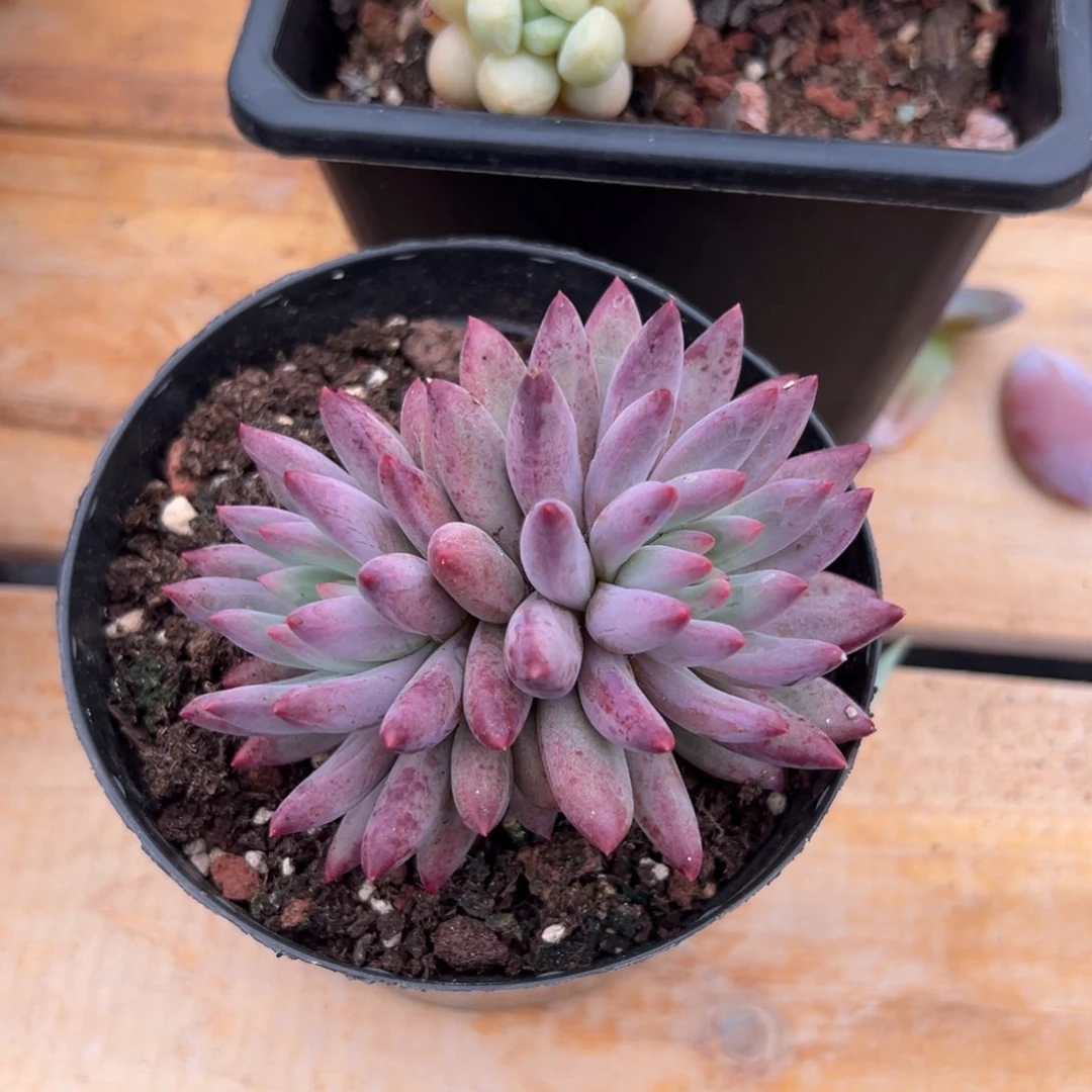 多肉植物双头金鱼姬