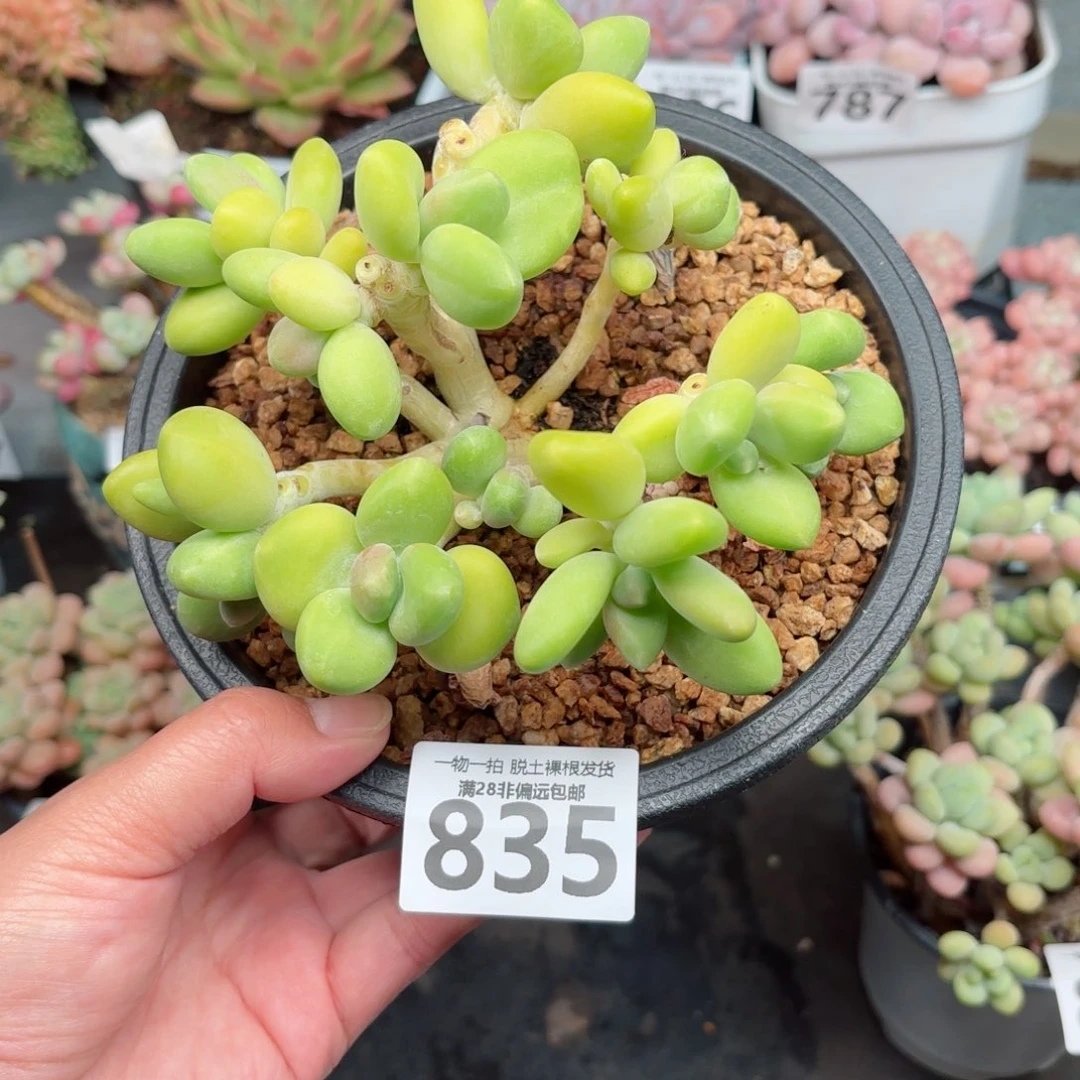 芒果KK奶无盆土发货