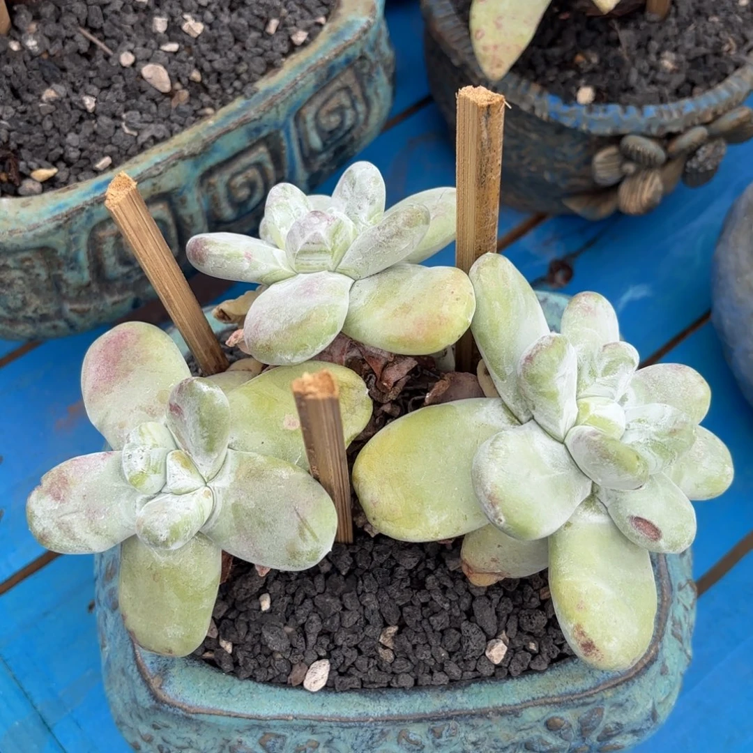 紫***魔拇指砍头，仙女杯多肉。