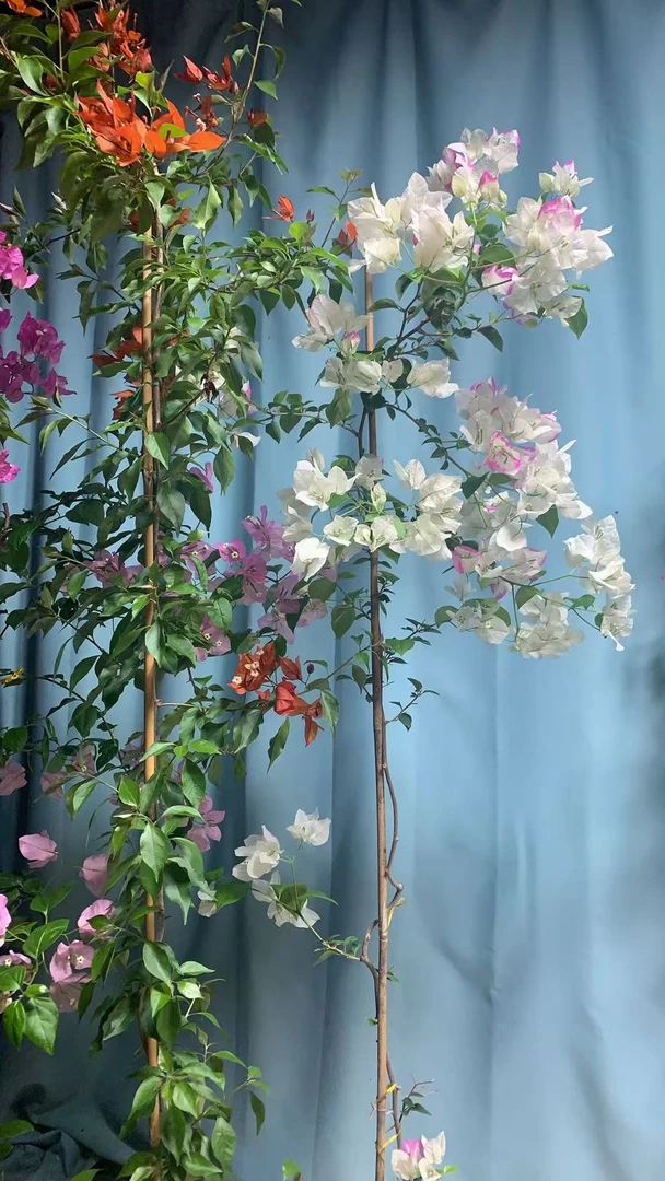 一物一拍三角梅桃单杆多杆老苗高飘绿樱三角梅盆景