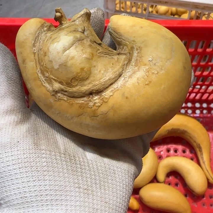 智**王哈哈哈哈我真的好