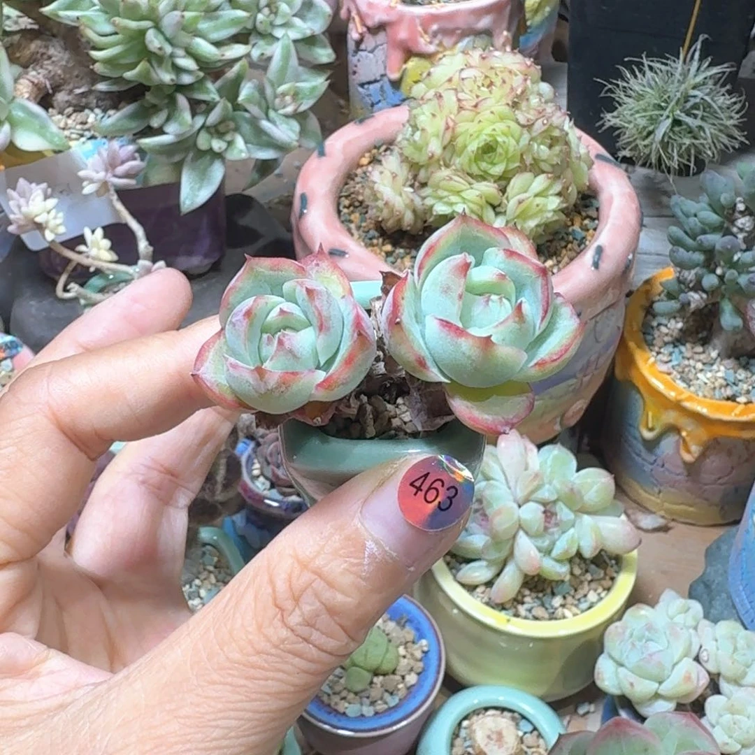 463 多肉含盆土30元包邮➗偏远地区