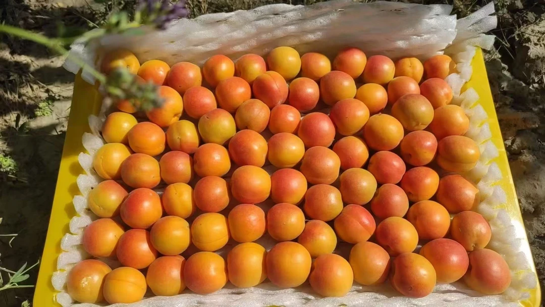 新鲜当季头茬新疆小红杏9甜一酸产地直发顺丰空运夏季时令水果