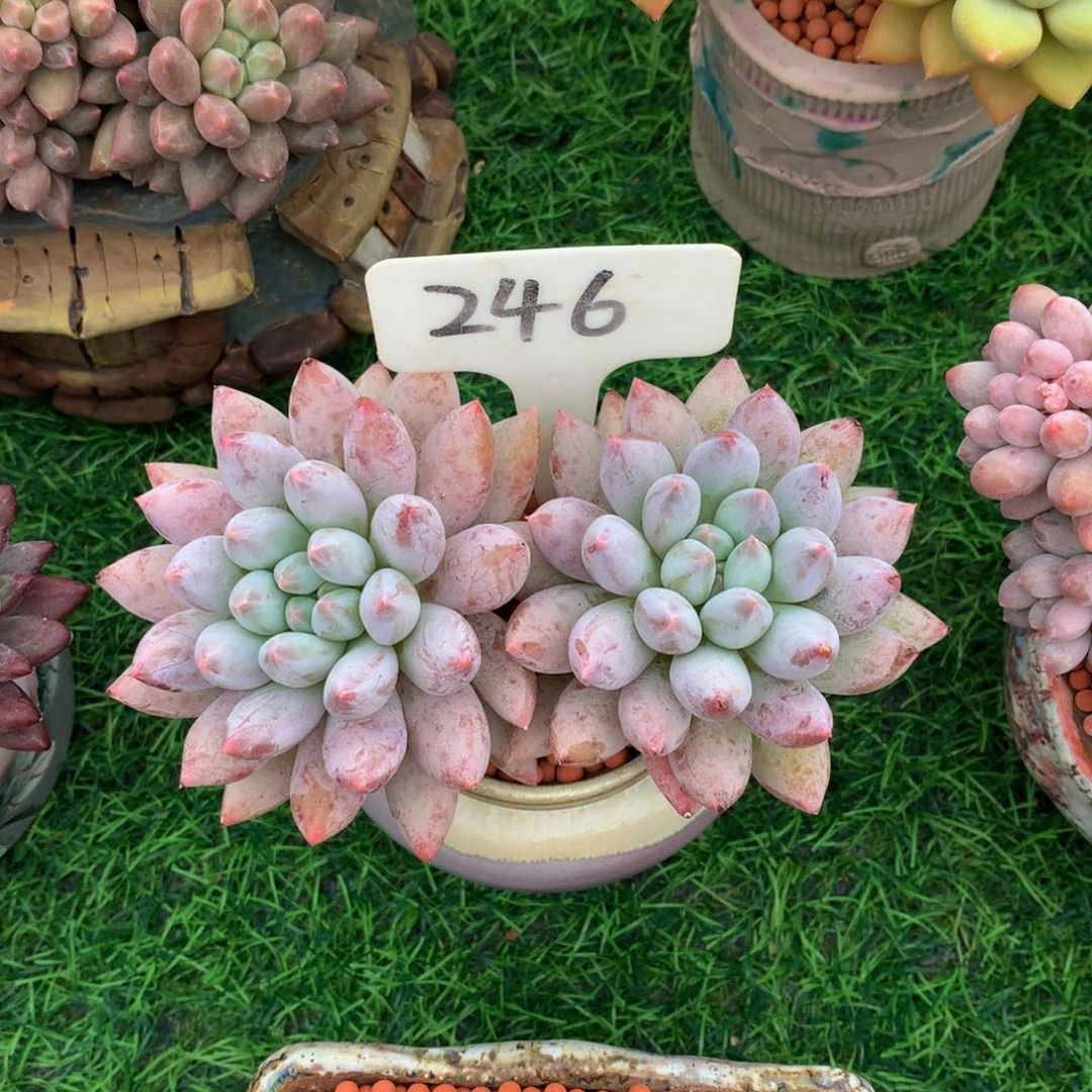 苏***n所罗门多肉植物63637373