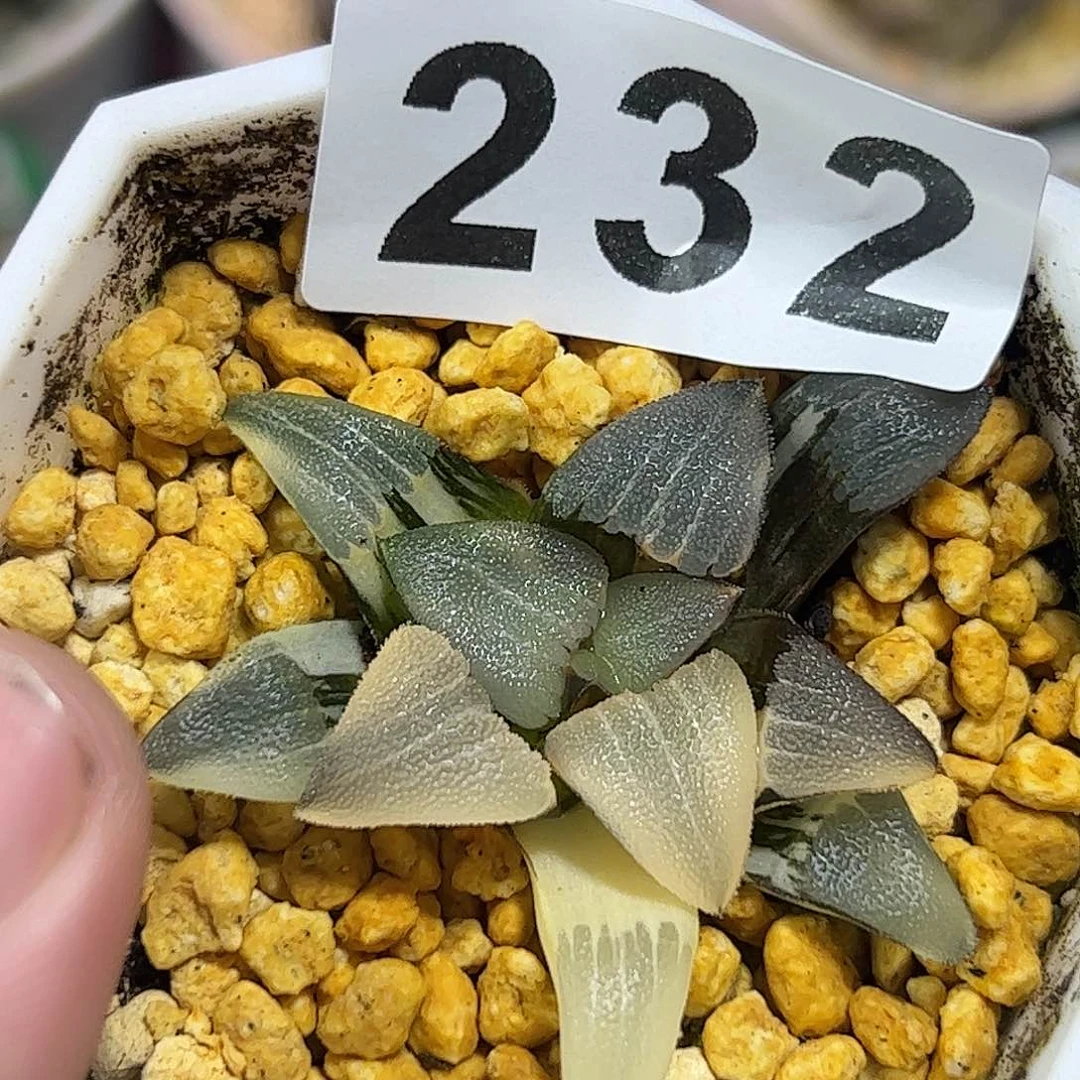 顽*春春克锦十二卷多肉植物满