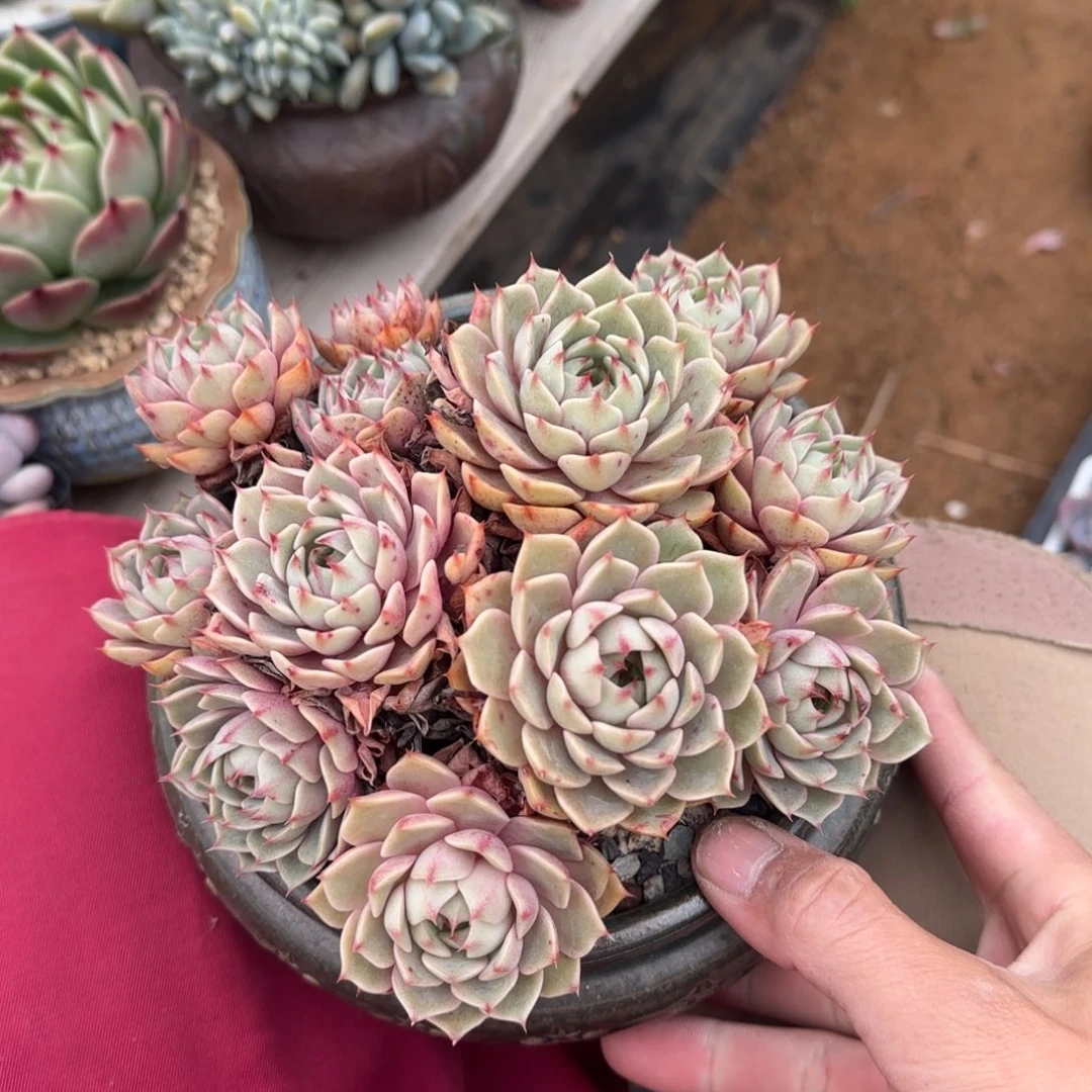 笨吧帝斯五十包邮