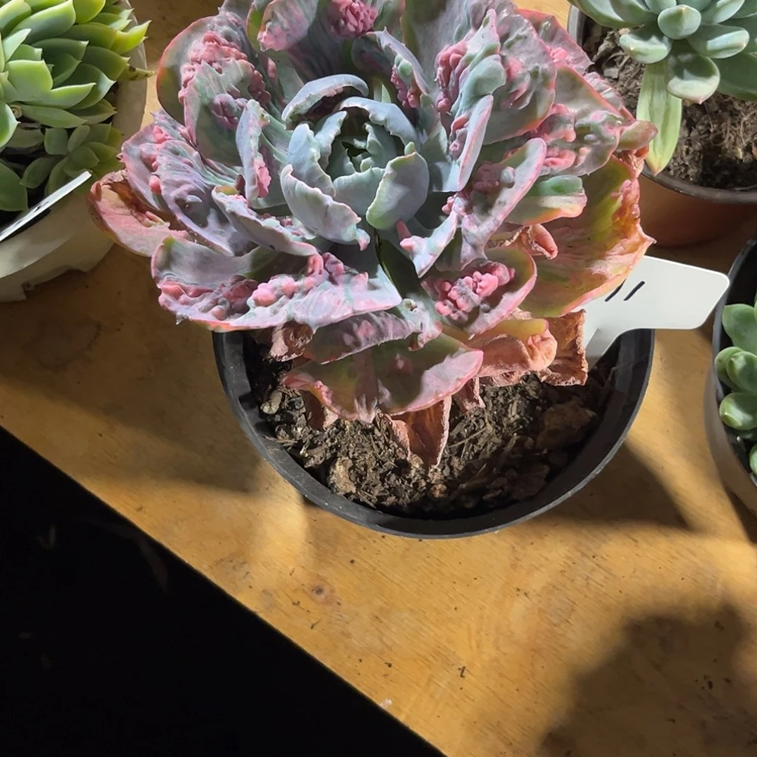 默***琪000000000000000000691