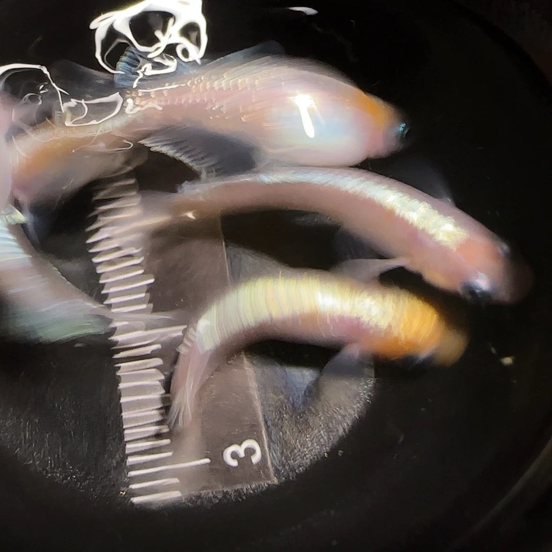 青鳉鱼一物一拍474