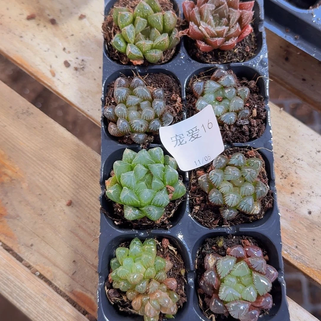 直播福利一物一拍16