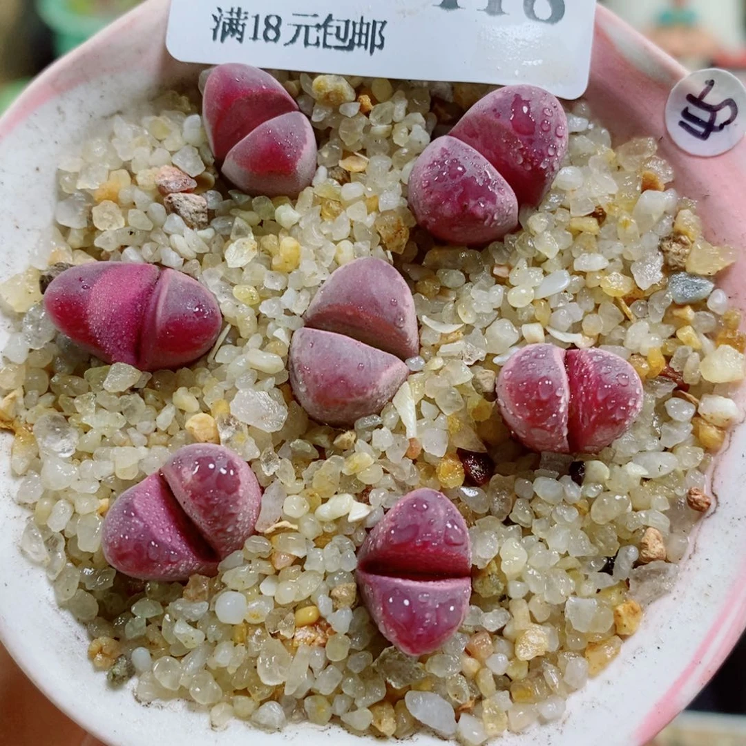 生石花花花花花花花118