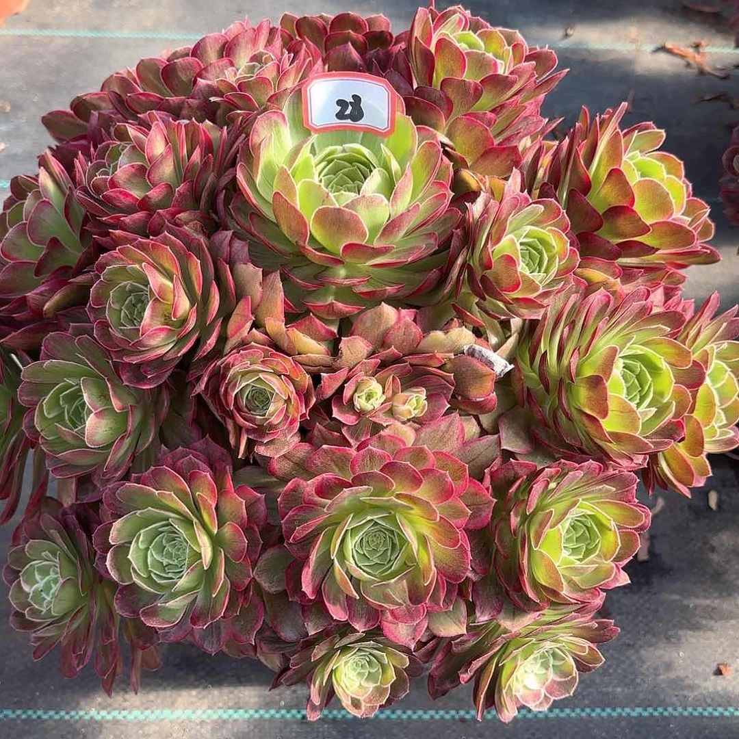 27莲花多肉植物绿植