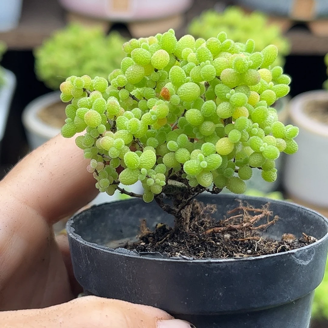 曙***k蜜桔糖球优选枝干番杏
