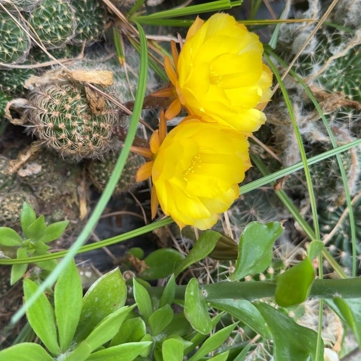 丽花仙人球仙人掌49