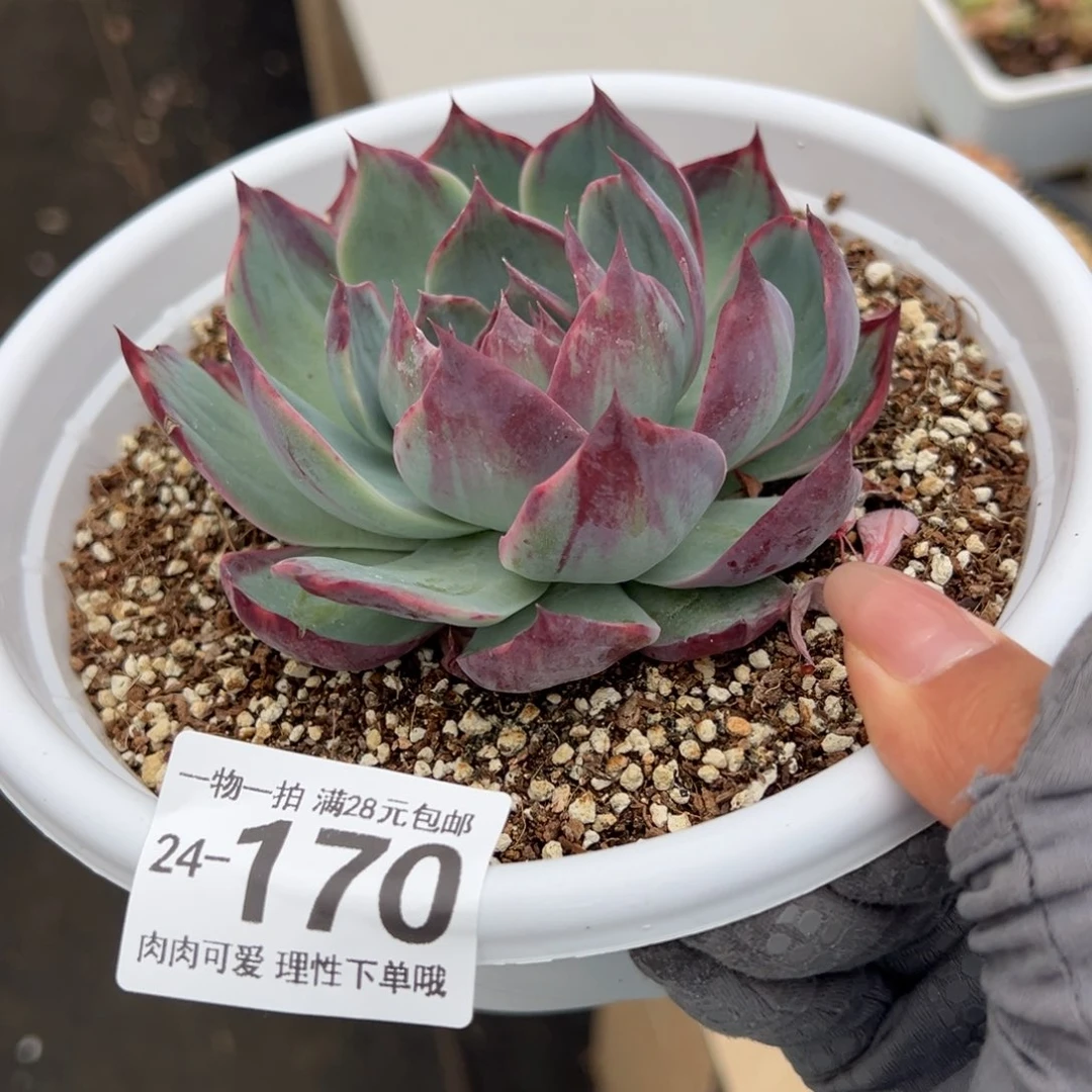 惊鸿仙子单头多肉多肉