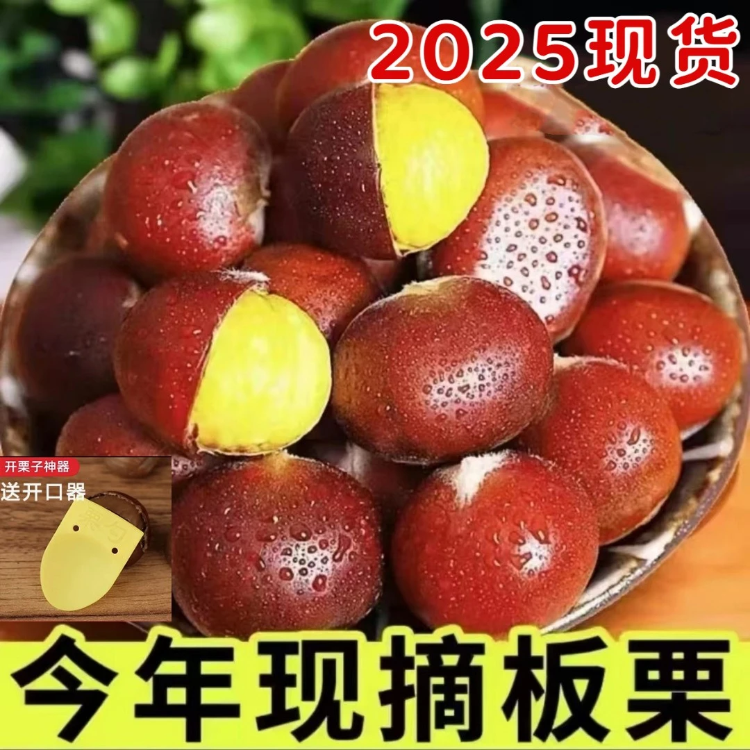 FX【新鲜粉糯】高山老树新鲜板栗生板栗甘甜清脆鲜香带壳饱满1