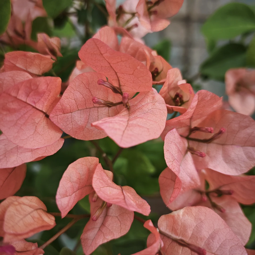 阿奴娜没有花，三角梅的勤花品种