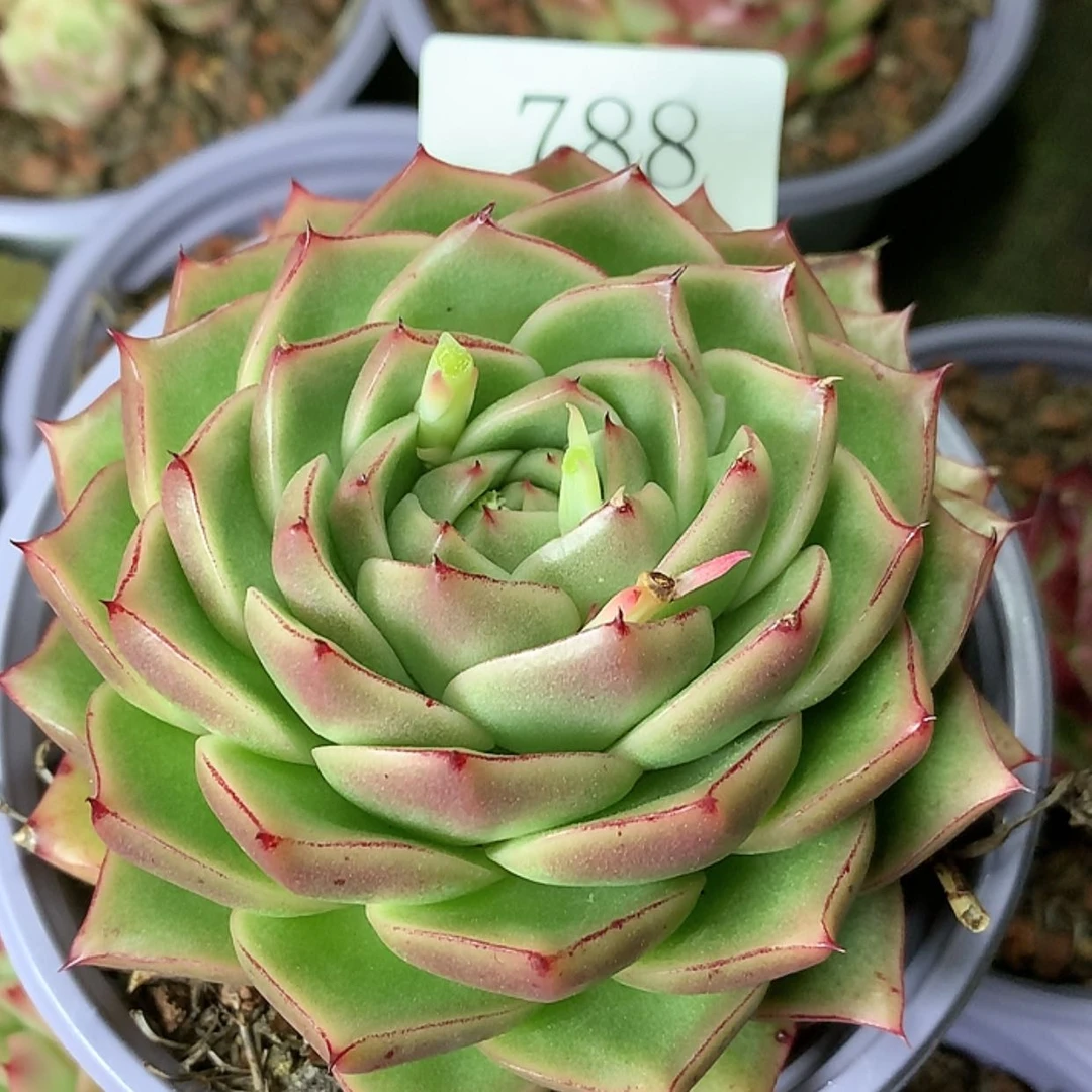 【闪购商品】云788