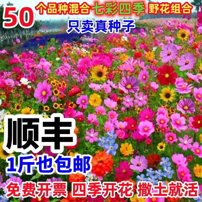 花种籽子大全野花组合四季播种开花波斯菊格桑易活庭院室内外耐寒