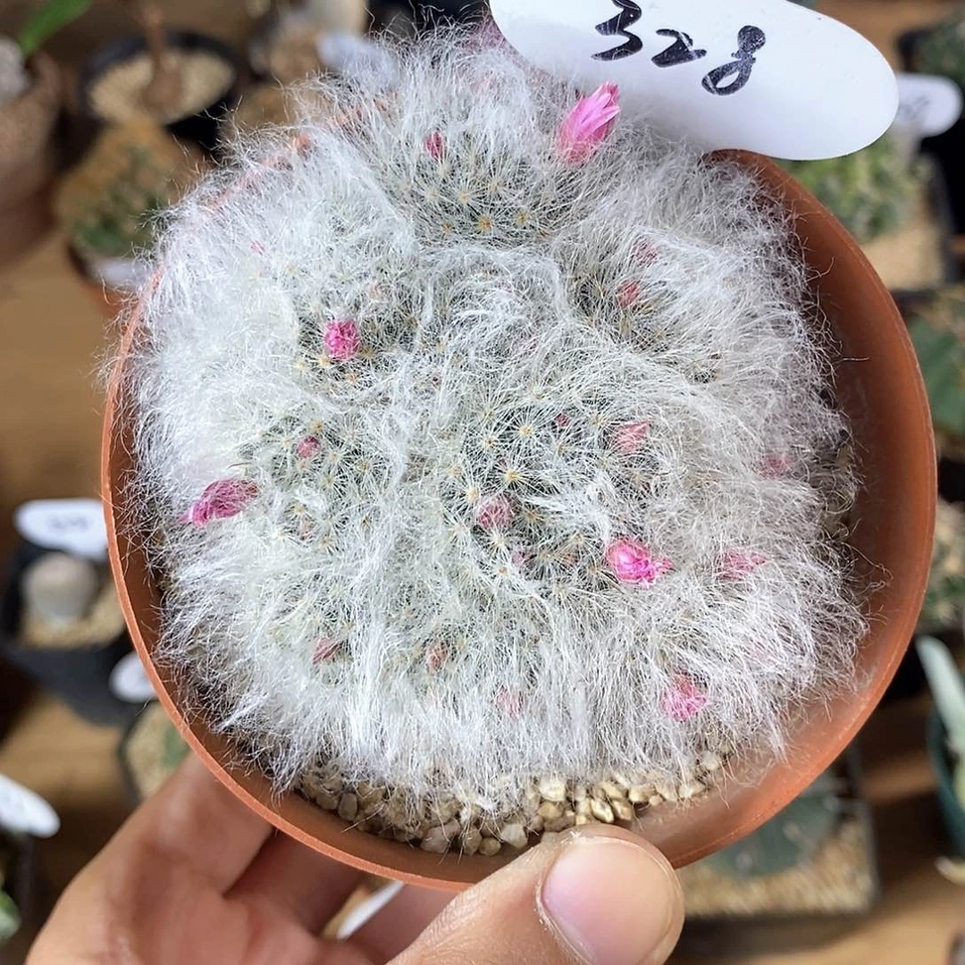 蚊*专拍328号群生白云高莎