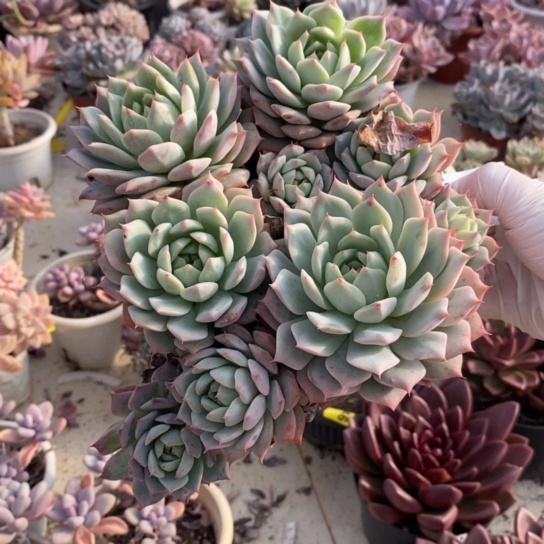 064不知名一物一拍