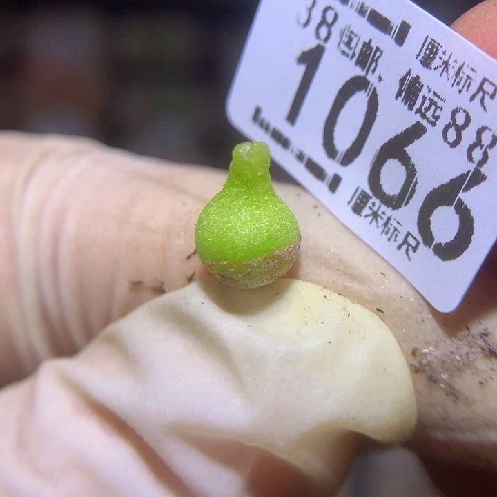 zzz精品生石花1066小葫芦