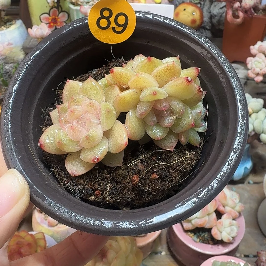 89 脱土 不包整 30元包邮非偏远