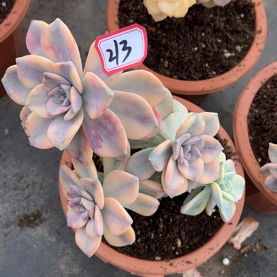 213号紫乐锦，一物一拍