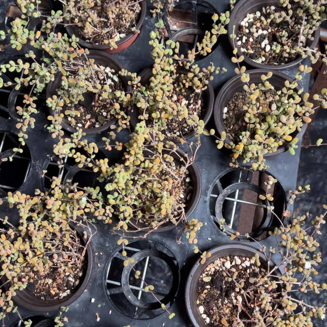 翡翠90杯老桩福利