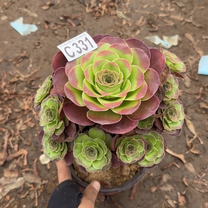 魅金……多肉植物……
