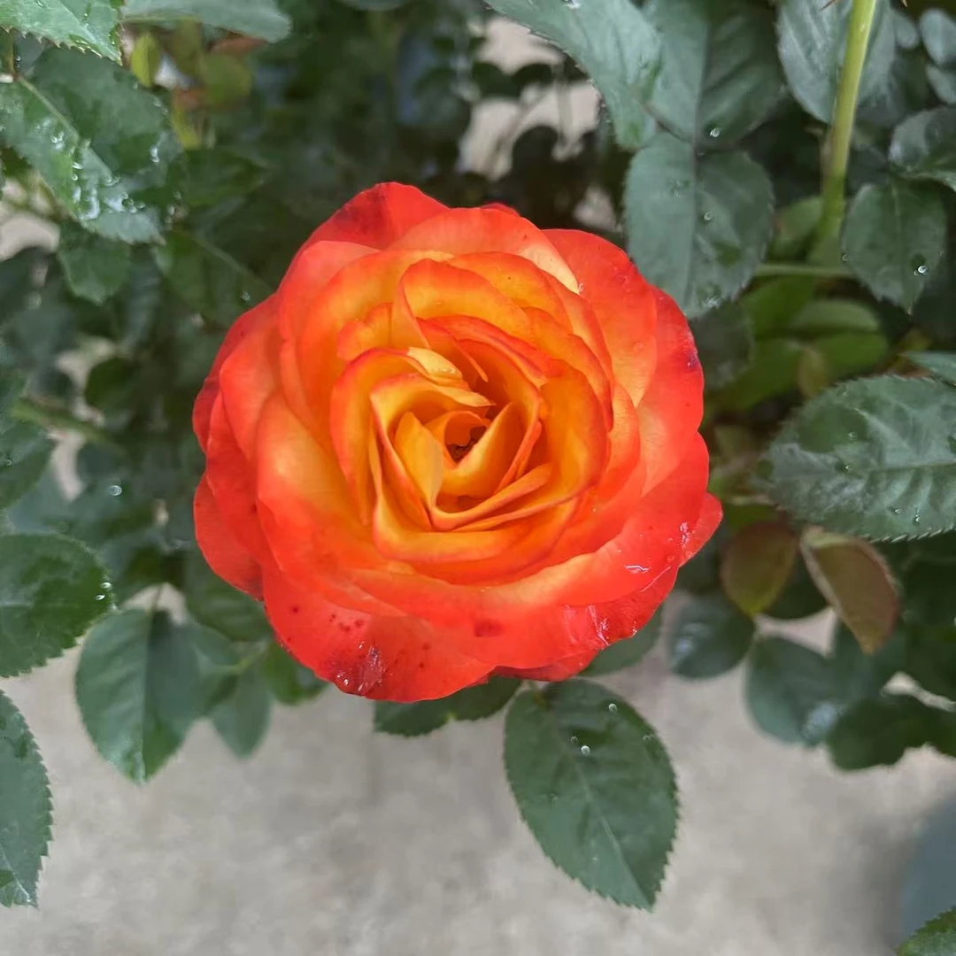 【红裳】1.3加仑盆月季 阳台庭院盆栽 多季节重复开花